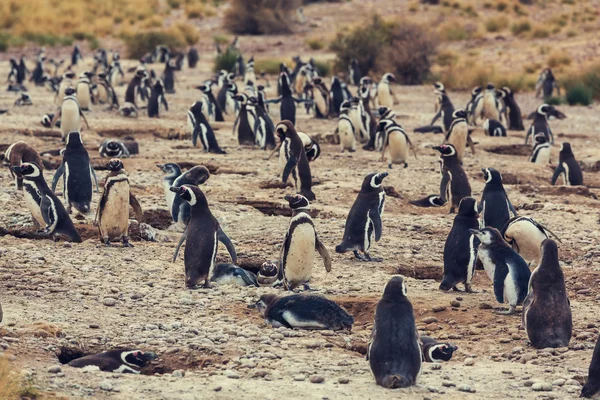 Магелланові пінгвінів в Патагонії — стокове фото