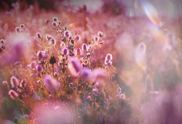 Summer flowers on meadow — Stock Photo, Image