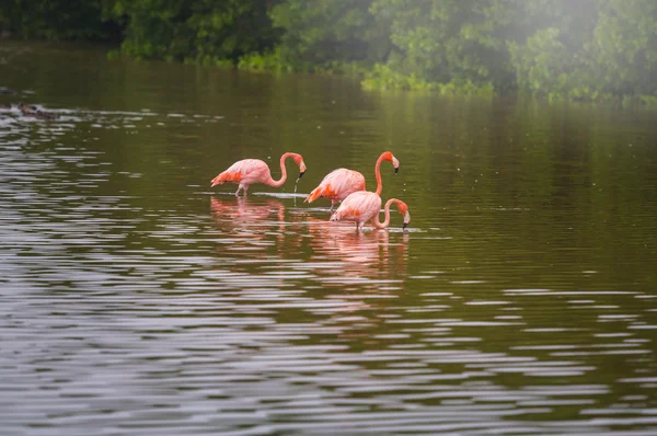 Roze flamingo's in Mexico — Stockfoto