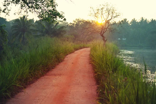 Estrada na selva com árvores — Fotografia de Stock