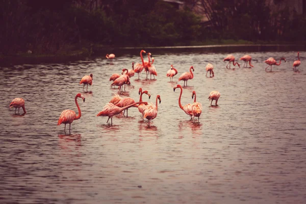 Pink flamingos in Mexico — Stock Photo, Image