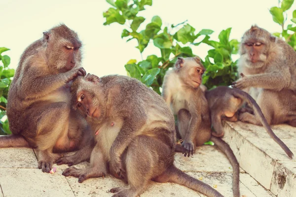 Malé opičky v Indonésii — Stock fotografie