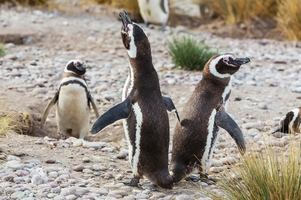 Magellanic Penguins in Patagonia — Stock Photo, Image