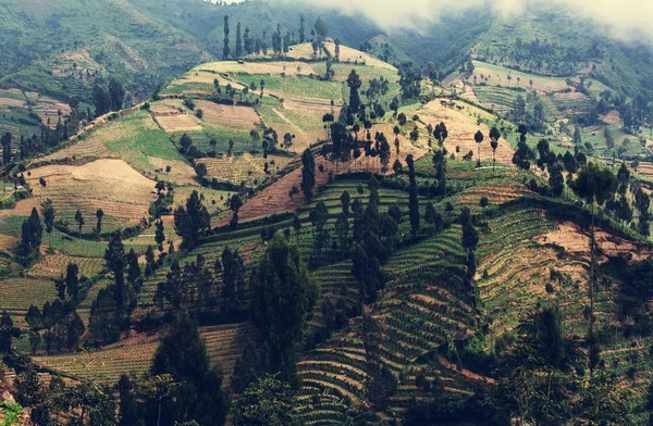 Green fields in Indonesia — Stock Photo, Image