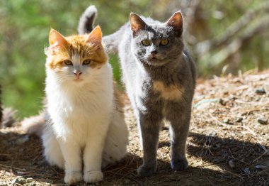 iki sevimli kedi