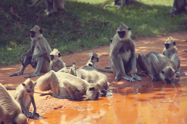Scimmie sullo Sri Lanka — Foto Stock