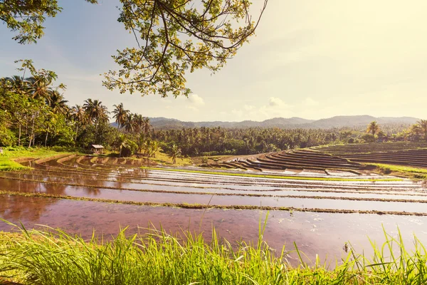 Campo de arroz na Ásia — Fotografia de Stock