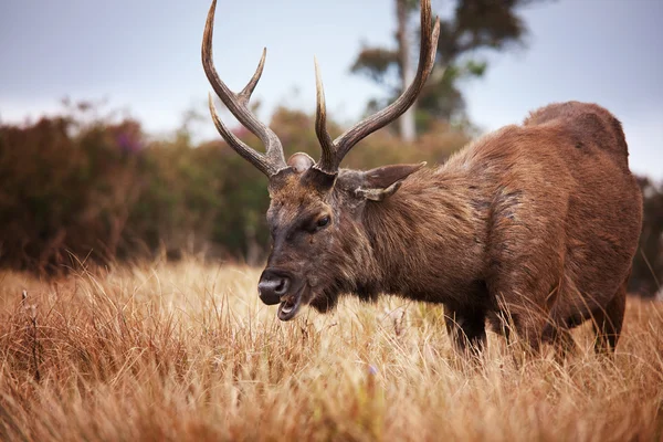 スリランカの鹿 — ストック写真
