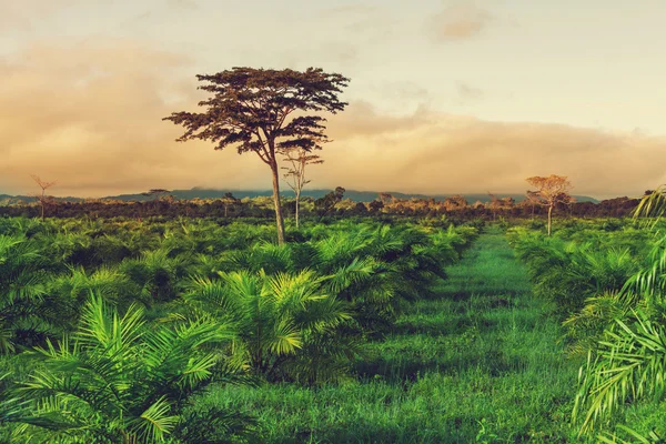 熱帯島のヤシ農園 — ストック写真
