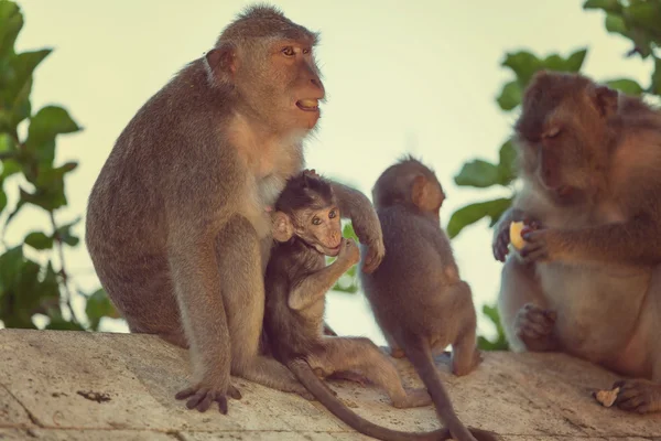 インドネシアで 2 つのサル — ストック写真