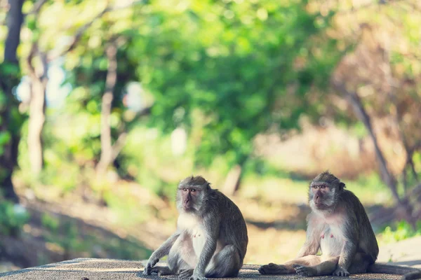 Dois macacos na Indonésia — Fotografia de Stock