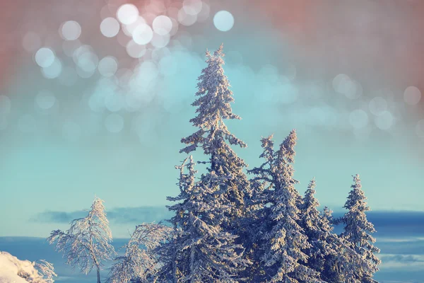 Сніжне зимовий ліс — стокове фото