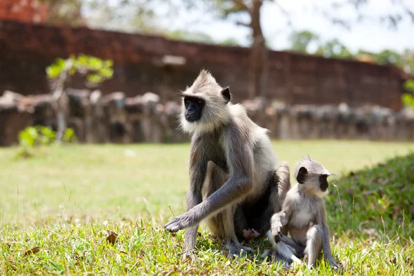 Macacos no Sri Lanka — Fotografia de Stock