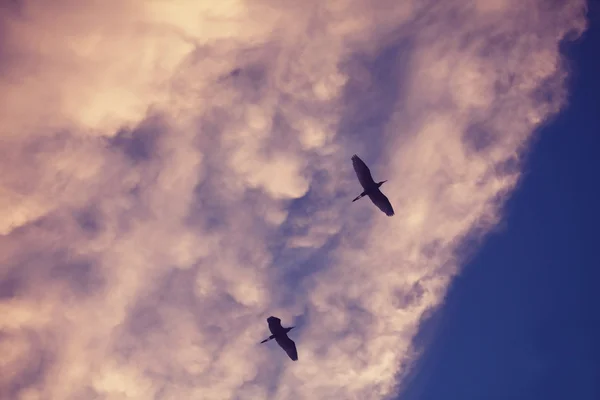 Ptáci létají v modré obloze — Stock fotografie