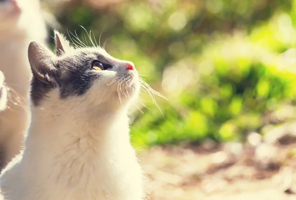 Chats mignons dans cyprus — Photo