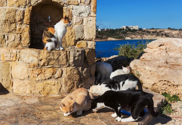 Ładny koty na Cyprze — Zdjęcie stockowe