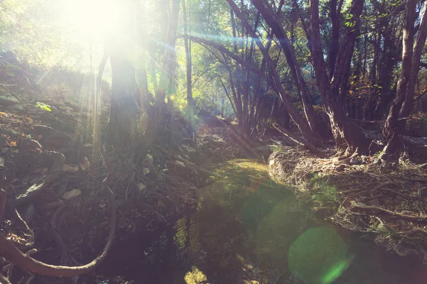 Fast creek in forest — Stock Photo, Image