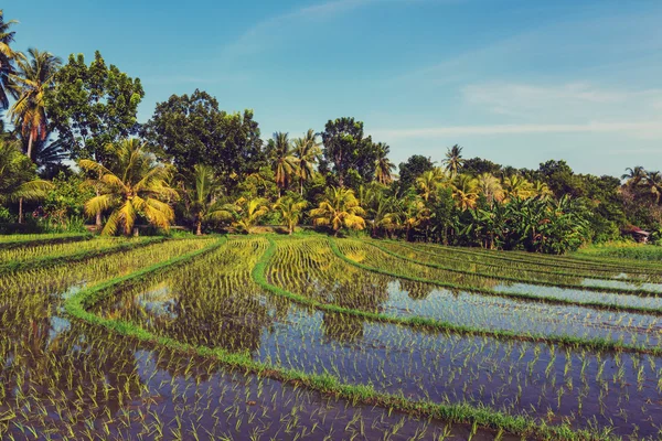 Campo de arroz en Asia —  Fotos de Stock