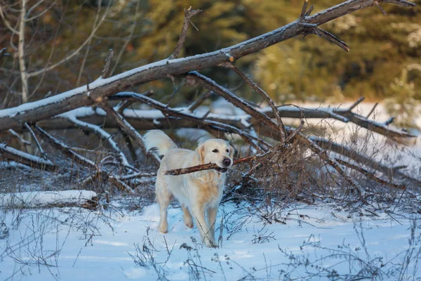 A téli erdő Vizsla — Stock Fotó