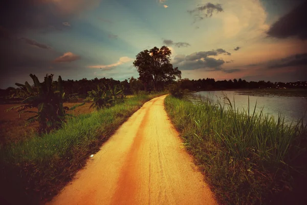 Route dans la jungle avec des arbres — Photo