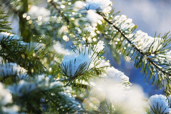 Foresta invernale con alberi congelati — Foto Stock