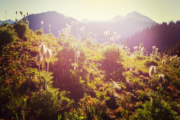 Λιβάδια του βουνού με λουλούδια — Φωτογραφία Αρχείου