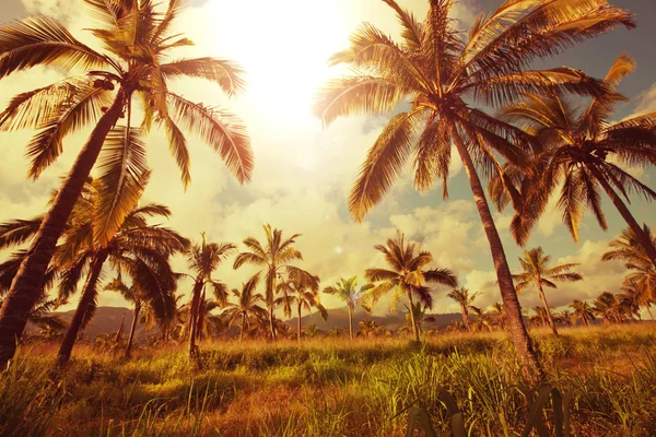 Palmiers plantation sur île tropicale — Photo