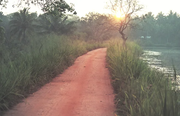 Estrada na selva com árvores — Fotografia de Stock