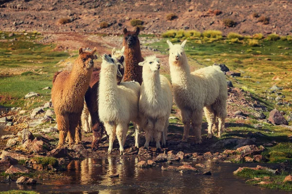 Grupo Llamas na Argentina — Fotografia de Stock