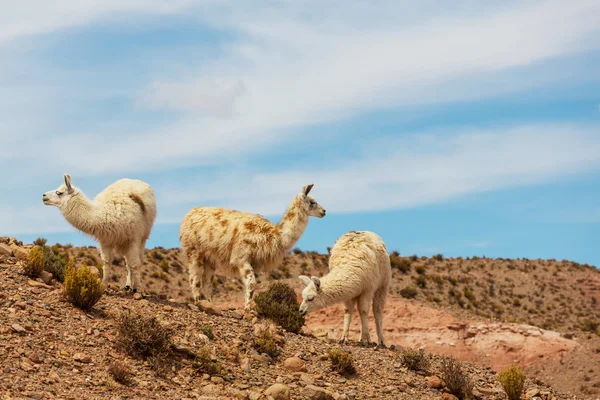 Группа Ламаса в Аргентине — стоковое фото