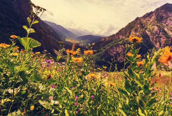 Mountain äng med blommor — Stockfoto