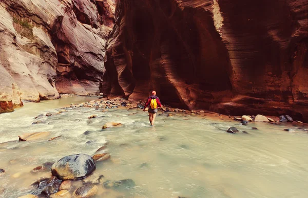 Muž v kaňonu v národní Park Zion — Stock fotografie