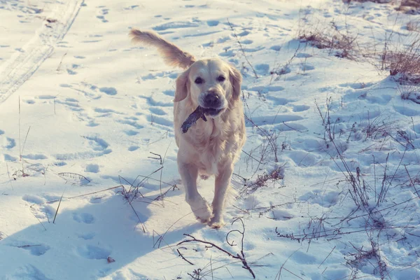Retriever in winter forest — Stock Photo, Image
