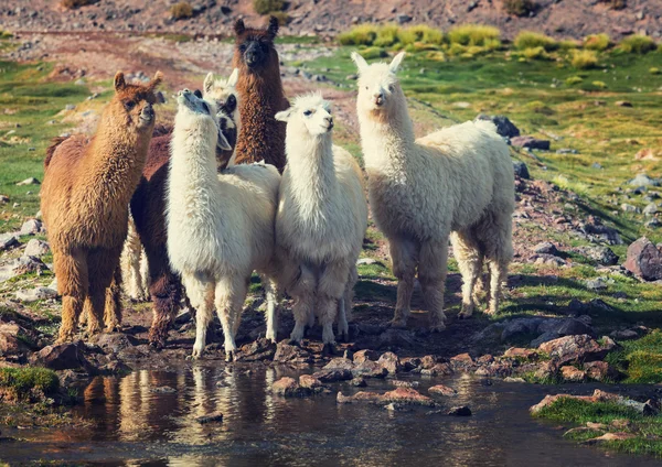 Grupo Llamas na Argentina — Fotografia de Stock