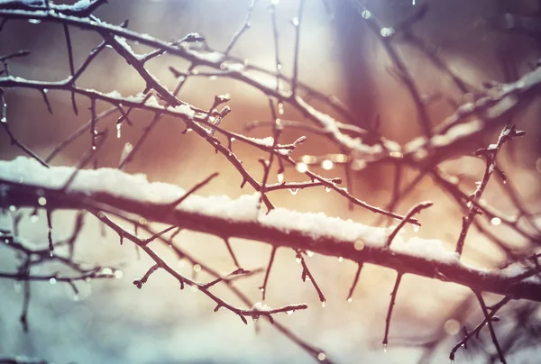 Takken met regen drops — Stockfoto