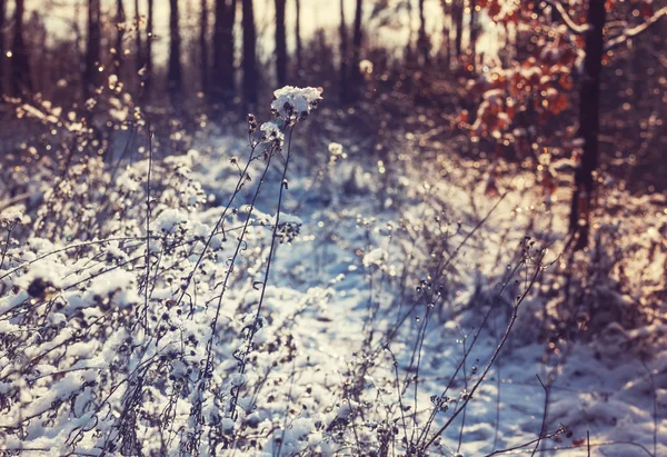 Frozen winter meadow — Stock Photo, Image