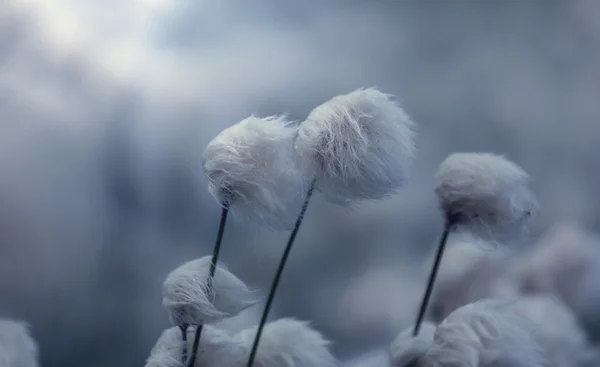 Flores de algodão ártico — Fotografia de Stock