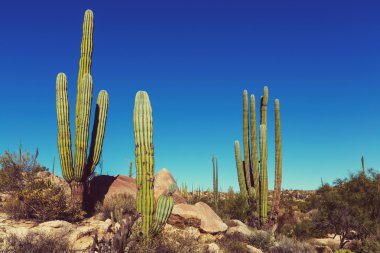 Cactus fields in Mexico clipart
