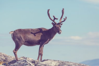 Norveç'te deniz kıyısında Ren geyiği