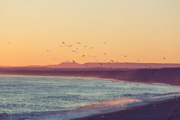 Costa Patagonica in Argentina — Foto Stock