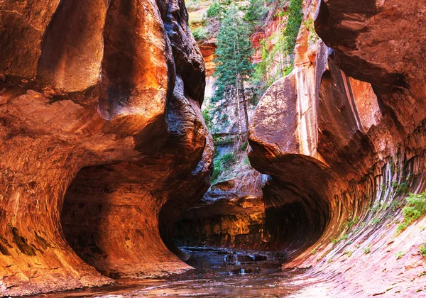 Kanion w Zion National Park — Zdjęcie stockowe