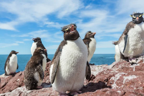 Pingouins Rockhopper dans le sud de l'Argentine — Photo