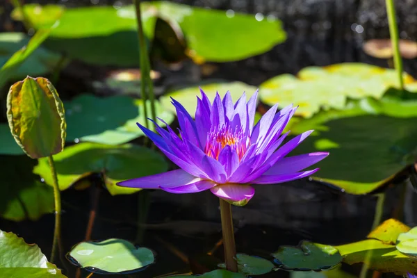 Violette Lotusblume — Stockfoto