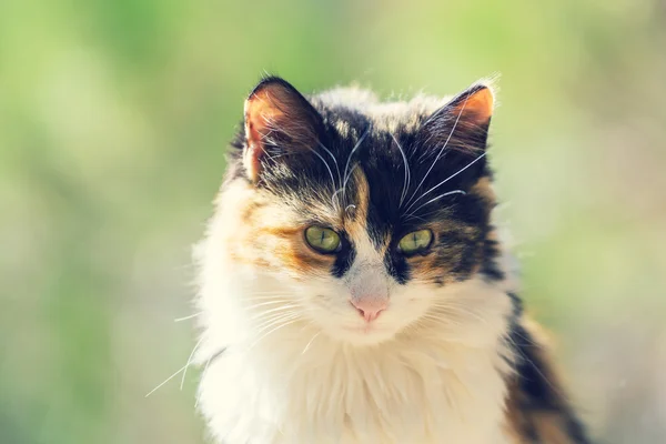 Симпатичная кошка на улице — стоковое фото