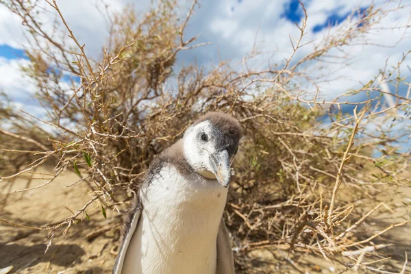 Magellán-pingvin Patagonia — Stock Fotó