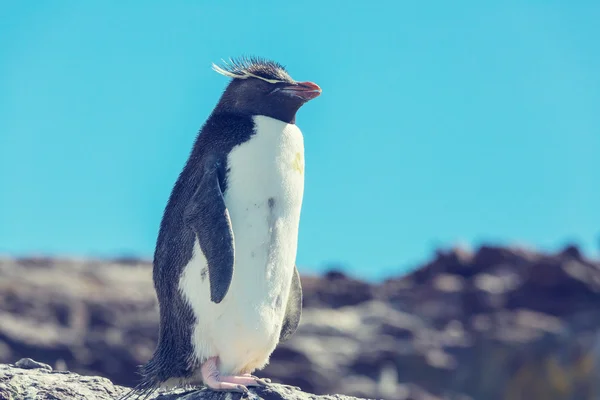 Pinguim Rockhopper no sul da Argentina — Fotografia de Stock