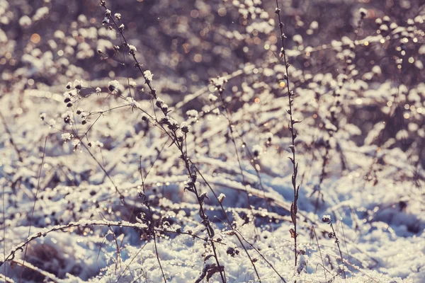 Padang rumput musim dingin beku — Stok Foto