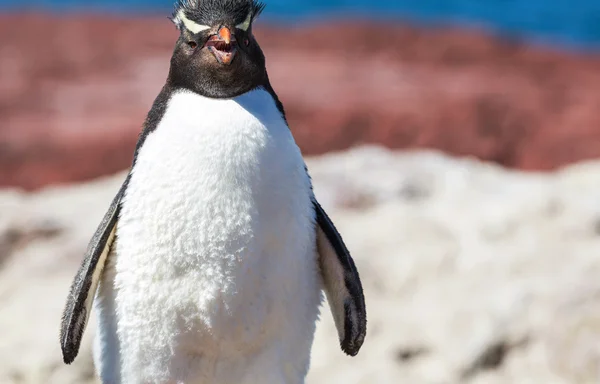 Pinguino di Rockhopper nel sud dell'Argentina Foto Stock Royalty Free