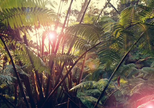 Grüne Dschungel in Hawaii — Stockfoto