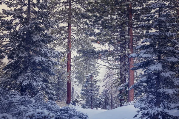 Snow-covered forest in winter — Stock Photo, Image